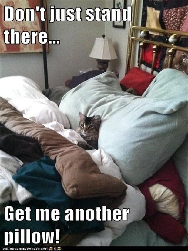 http://catfunnies.files.wordpress.com/2013/06/cat-in-my-bed-funny-cats.jpg